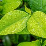 Green Initiative